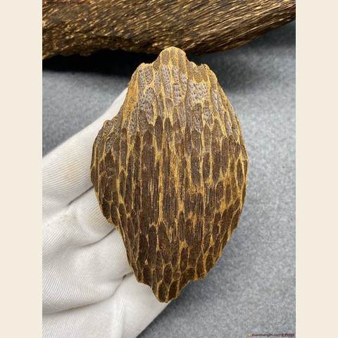 细节展示放大镜特效